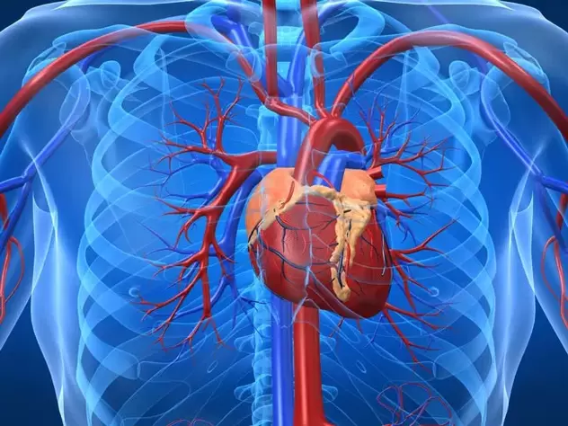 Vježbe za povećanje potencije kontraindicirane su kod bolesti srca